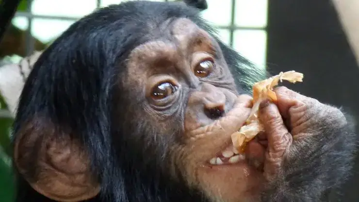 Zdjęcie Szympans z komiksu Tytus de Zoo – historia przygód, które bawią i uczą